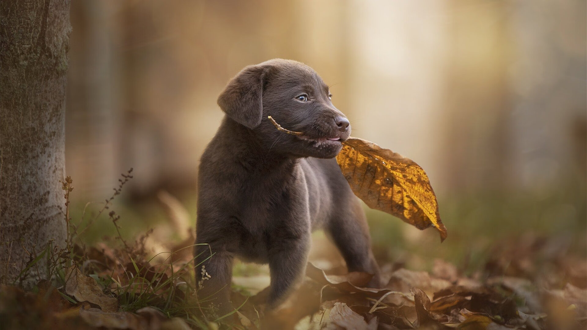 开云体育中国-不是枪手是利刃，赖斯爆发，阿尔及利亚击溃牙买加的战术启示