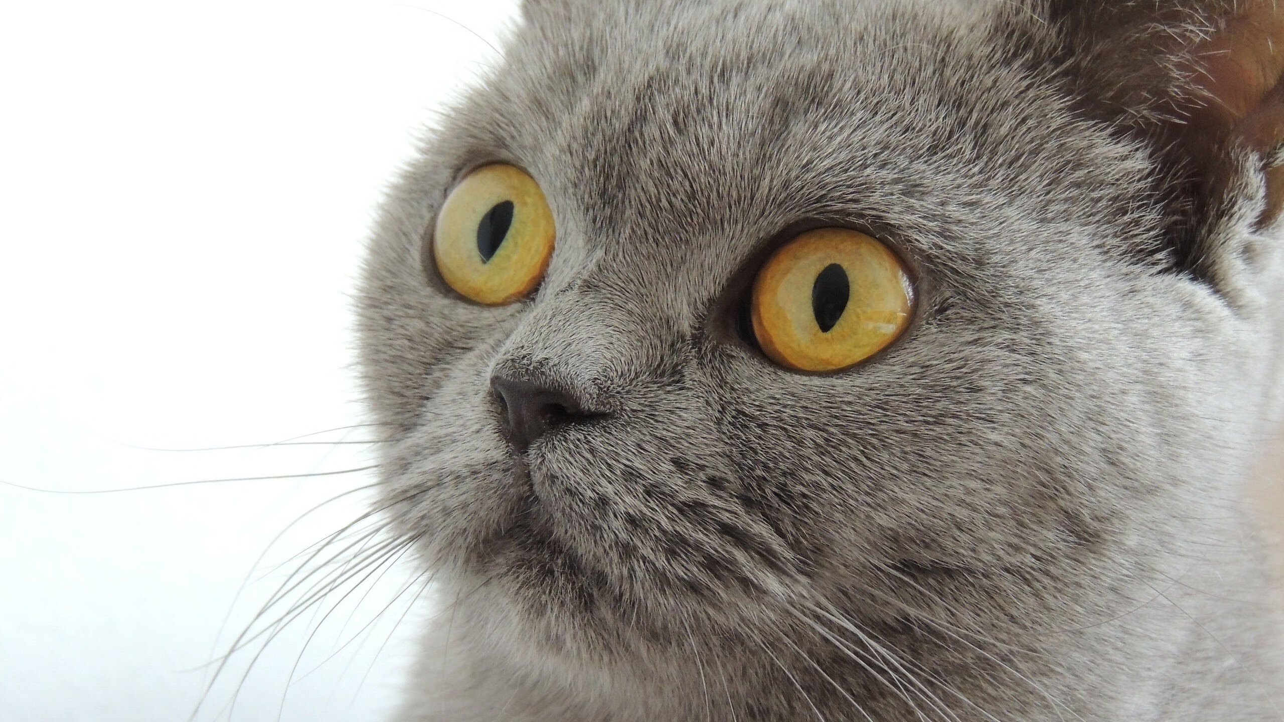 上海孤舟破绿浪,布伦森稳定输出,关键战险胜凯尔特人