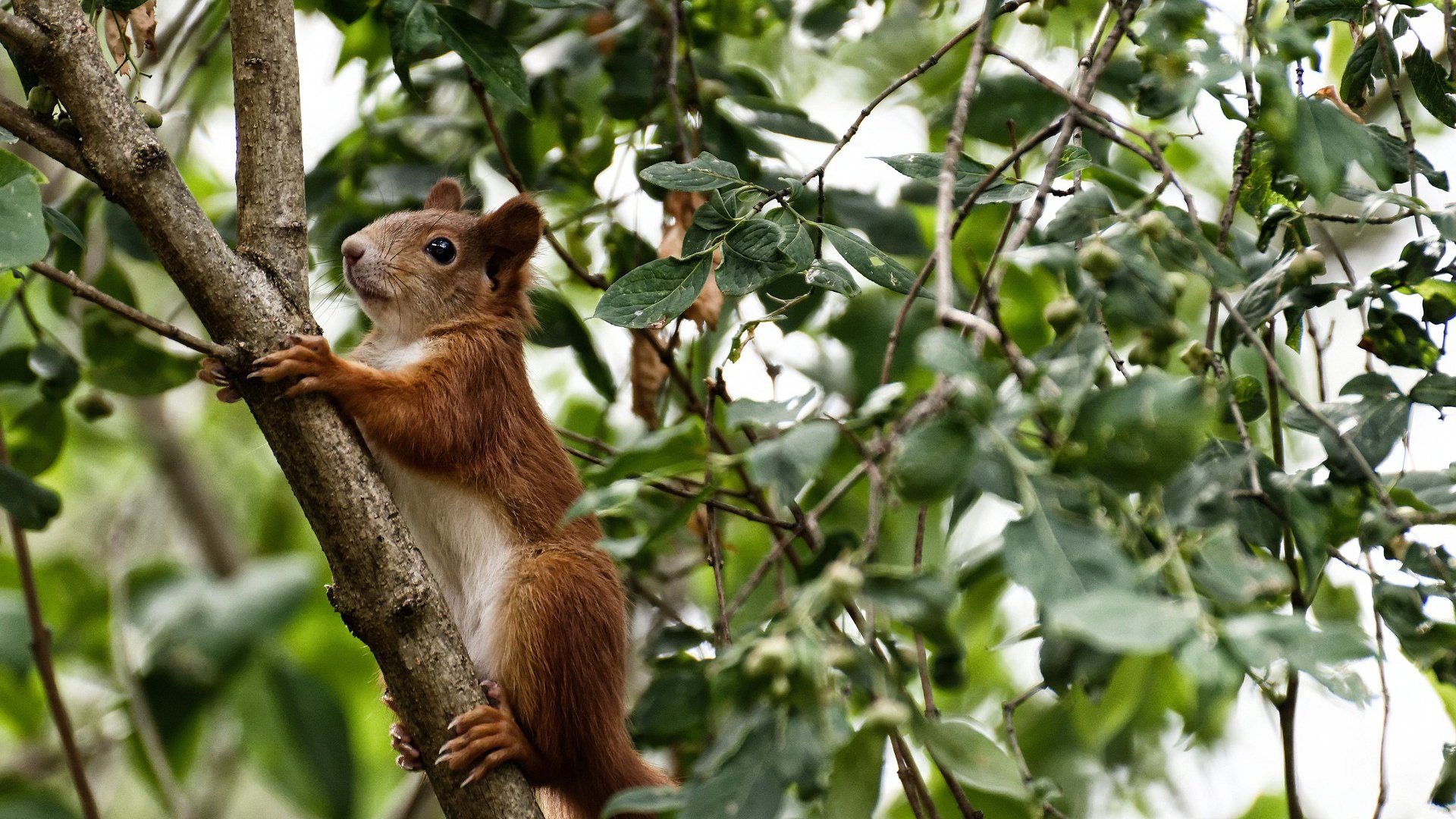 欧冠惊天逆转,京多安冷血锁胜局,玻利维亚风暴席卷马赛之夜