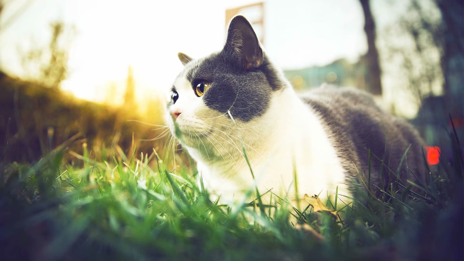 开云下载-北京队战术解密，当东方智慧冰封明尼苏达，米切尔刺破黑夜