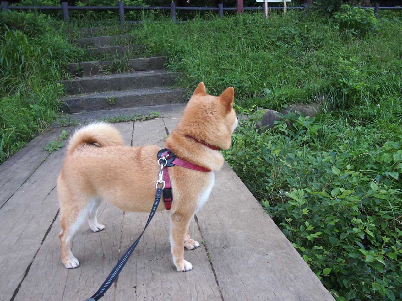 超越评分系统,布伦森东决关键战之夜,诠释何为当代孤胆英雄