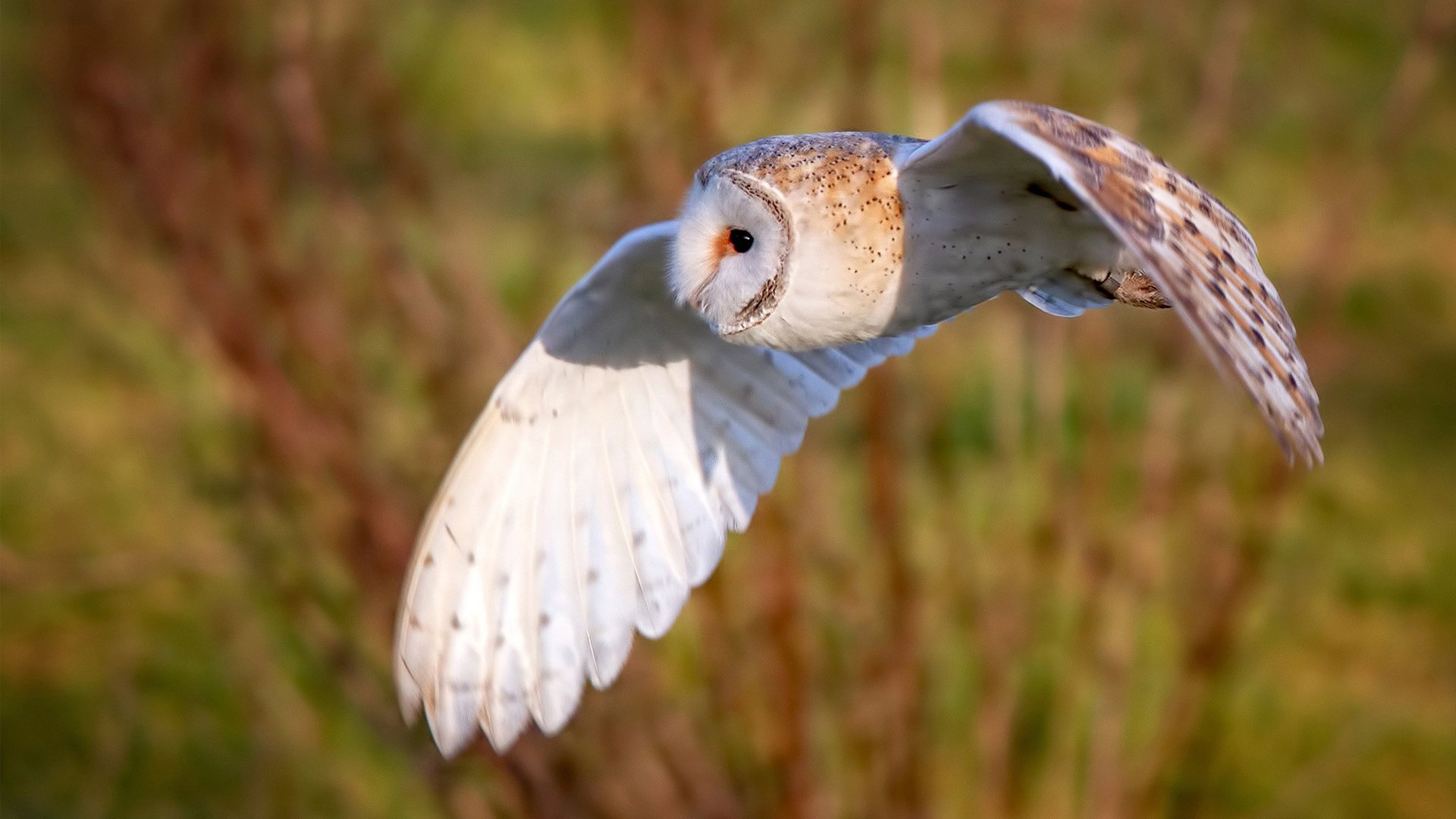 开云体育APP下载-绿茵交响与橙色风暴,竞技场上不可复制的唯一性