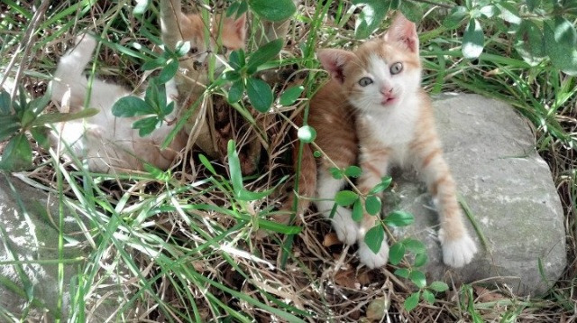 开云体育在线-德甲争冠夜,钢铁是怎样炼成的—卢卡库以砥柱之姿扛起整支球队的脊梁
