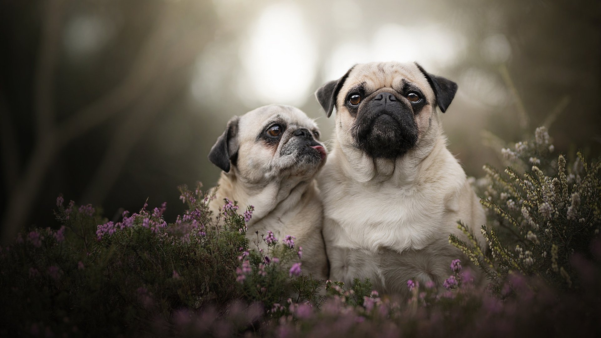 开云平台-灯光越亮,舞台越大,范弗利特76人首秀撕裂尼克斯防线