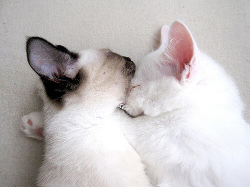 开云APP-独狼霍勒迪撕裂夜空,当森林狼绝杀山西,篮球的童话永不褪色