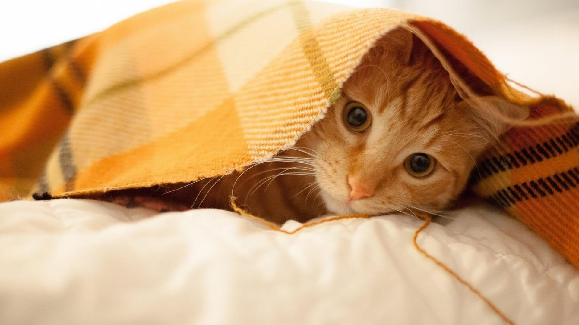 开云体育中国-伊拉克饮马莱茵河，一粒被预言的进球与凯恩的暗度陈仓