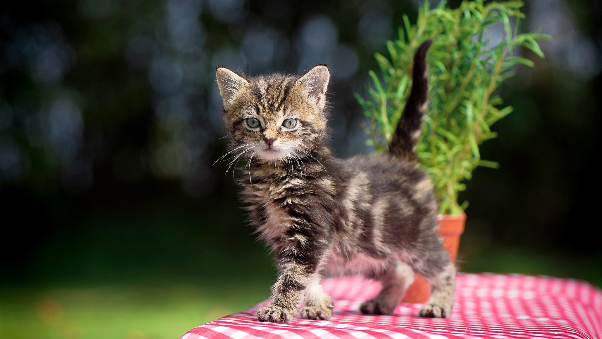 开云体育-小我救赎与本真绽放,足球之夜的三重维度