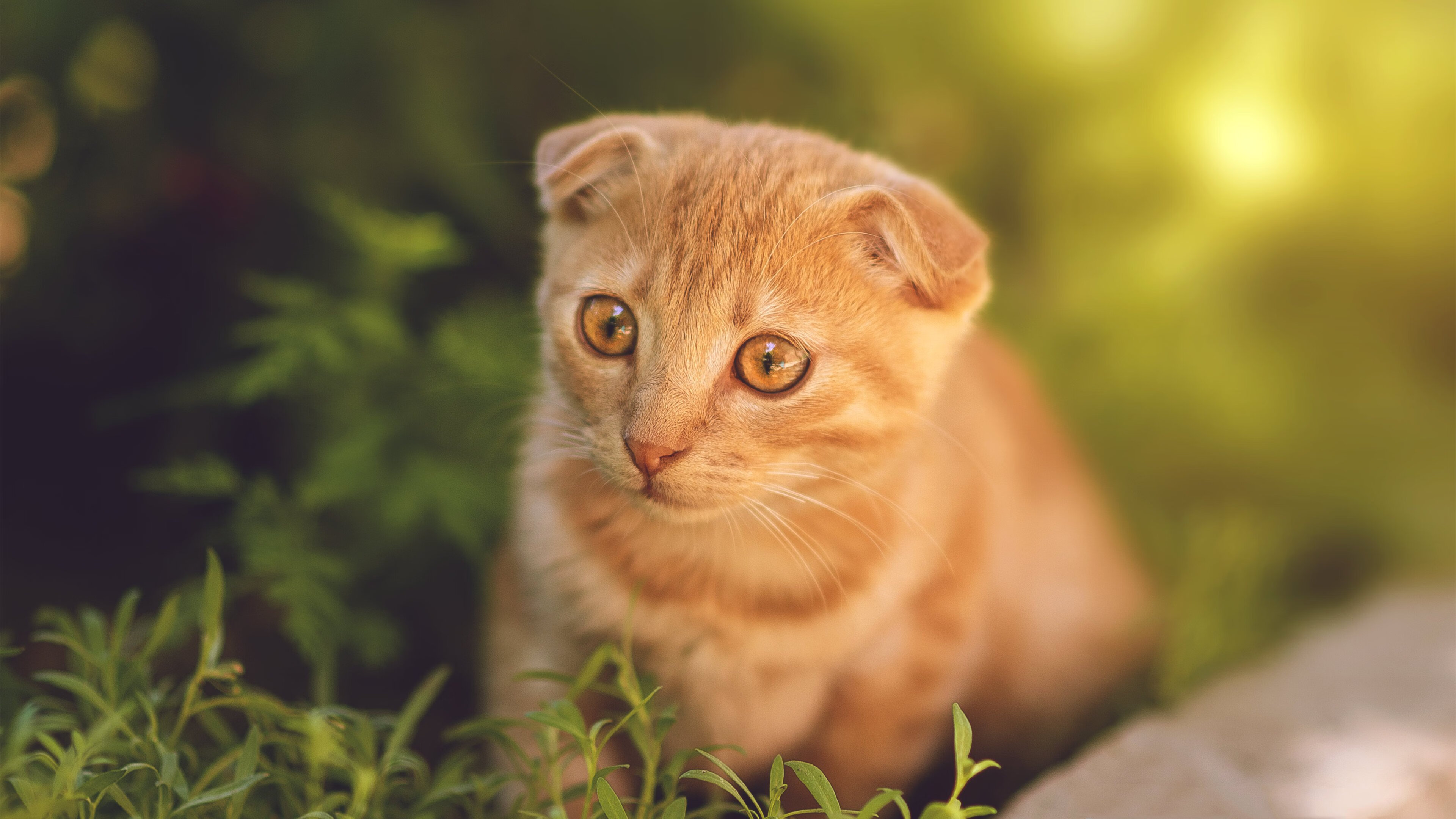 开云体育app-双城记，当拜仁多特缠斗于悬崖之巅，雄鹿以钢铁洪流封印广厦